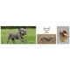 Gundogs Gundogs